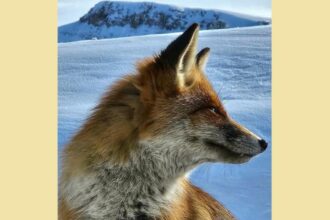 oaspeti surpriza pe varful omu meteorologii de la cea mai inalta asezare din romania au parte de companioni simpatici 694bba9addd2e