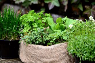 plante cu proprietati vindecatoare pe care e bine sa le ai in casa sunt remedii pentru diverse afectiuni 6936aaceb7b6d