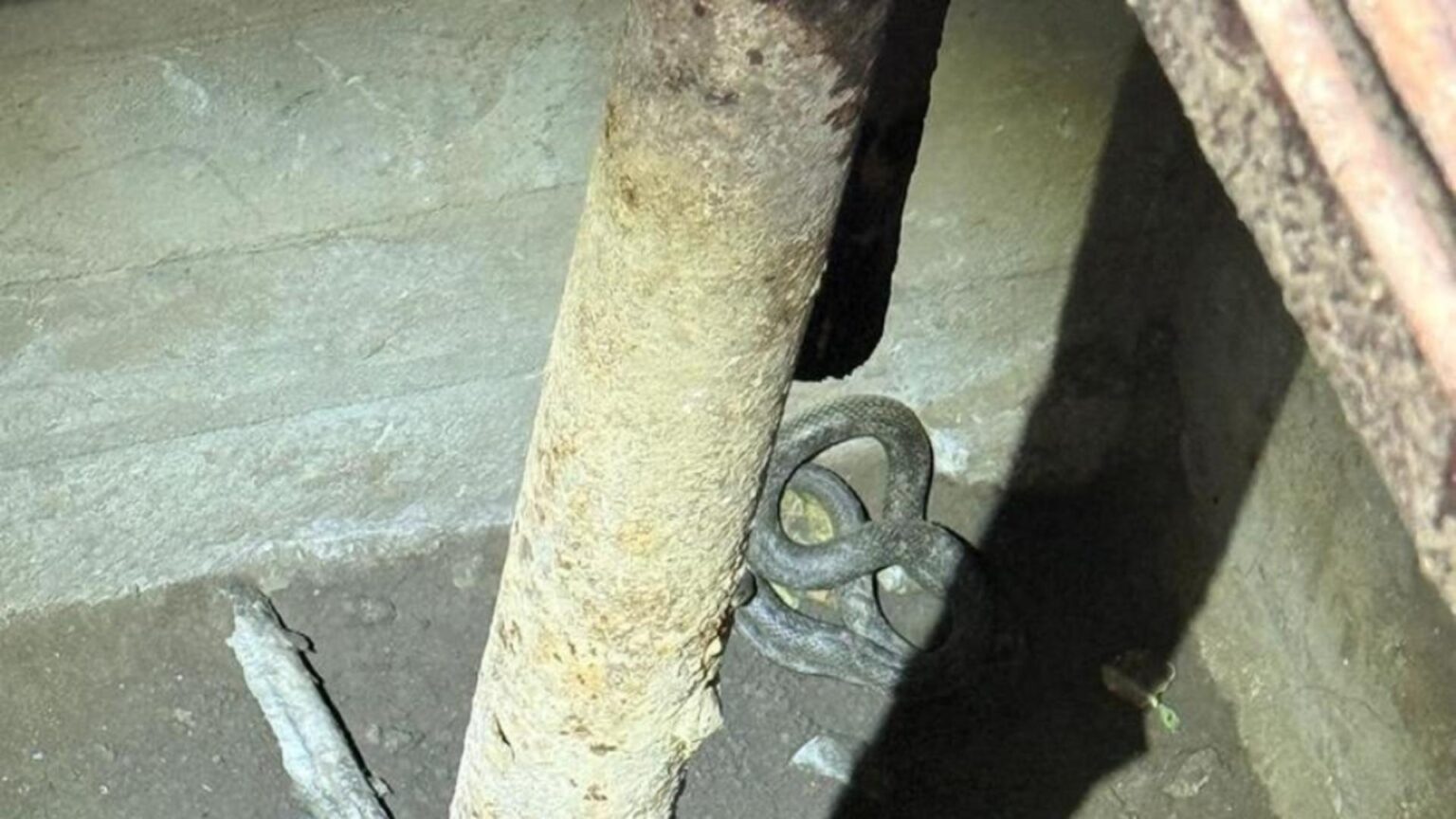 serpi de aproximativ 15 metri descoperiti in beciul unei gospodarii din tulcea au intervenit jandarmii 6936921c1e688