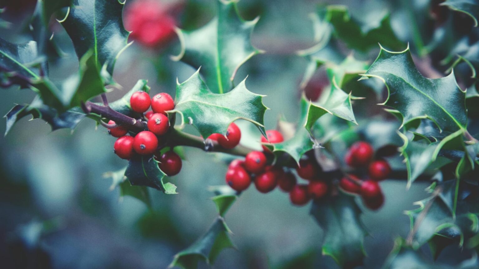 simboluri cu energie pozitiva ce sa pastrezi in locuinta pentru un an nou plin de belsug 6953e793c4248