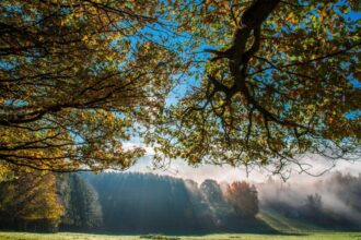 temperaturile sfideaza calendarul 14 grade in plina luna de decembrie prognoza meteo pentru saptamana viitoare 693ed0ee05663