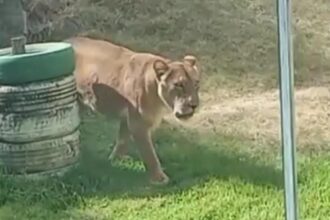 tragedie la o gradina zoologica din brazilia un tanar de 19 ani a murit dupa ce a intrat in tarcul leilor pentru a i imblanzi 692ebe8a788df