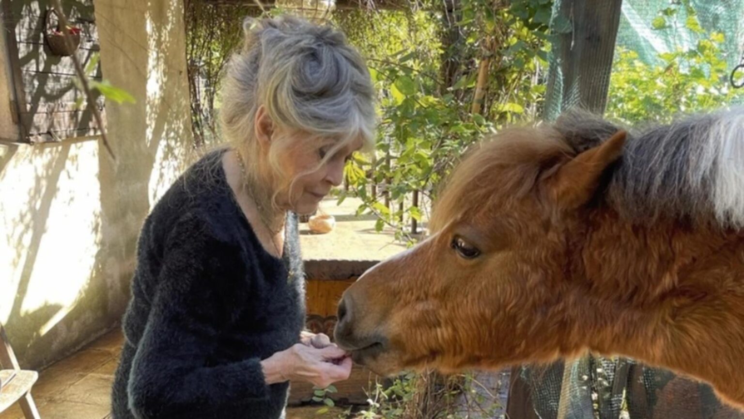ultima dorinta a lui brigitte bardot va fi inmormantata la saint tropez alaturi de animalele pe care le a iubit 695278c4b55f9
