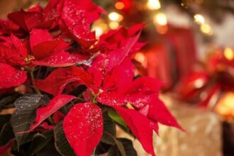 unde trebuie sa tii craciunita pentru a fi mereu frumoasa secretul florarilor cu experienta 694828c3714b8