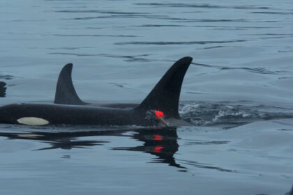 video imagini in premiera balenele ucigase vaneaza impreuna cu delfinii iar apoi isi impart prada cu ei 694401e9659f5