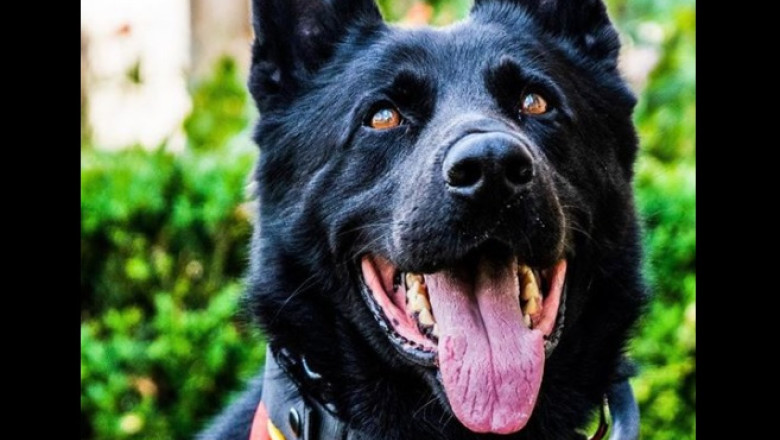 a murit cainele politist suier ciobanescul german era trimis la festivaluri pentru a ajuta la detectarea substantelor interzise 69591905bb2f6