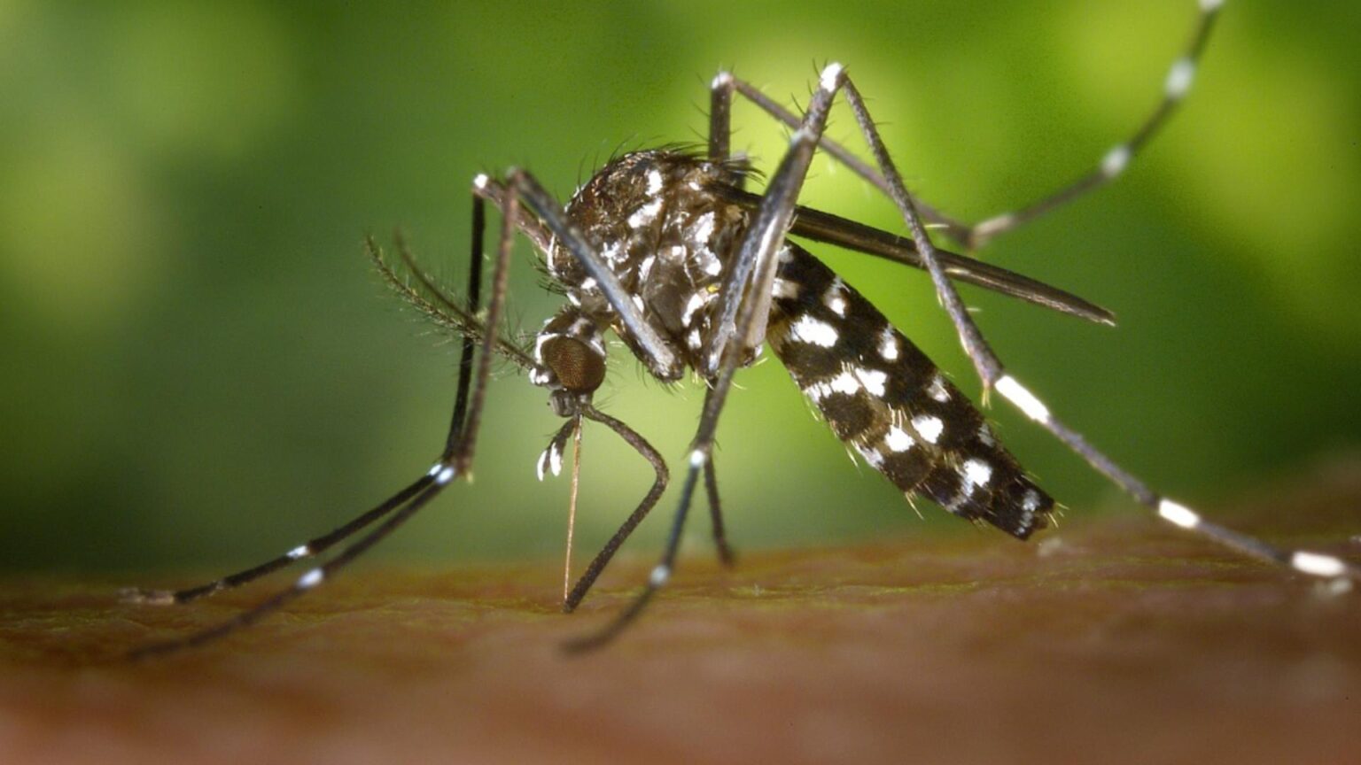 alerta sanitara in romania virusul chikungunya transmis de tantari a fost confirmat simptomele la care trebuie sa fii atent 697c7c3fe99d2