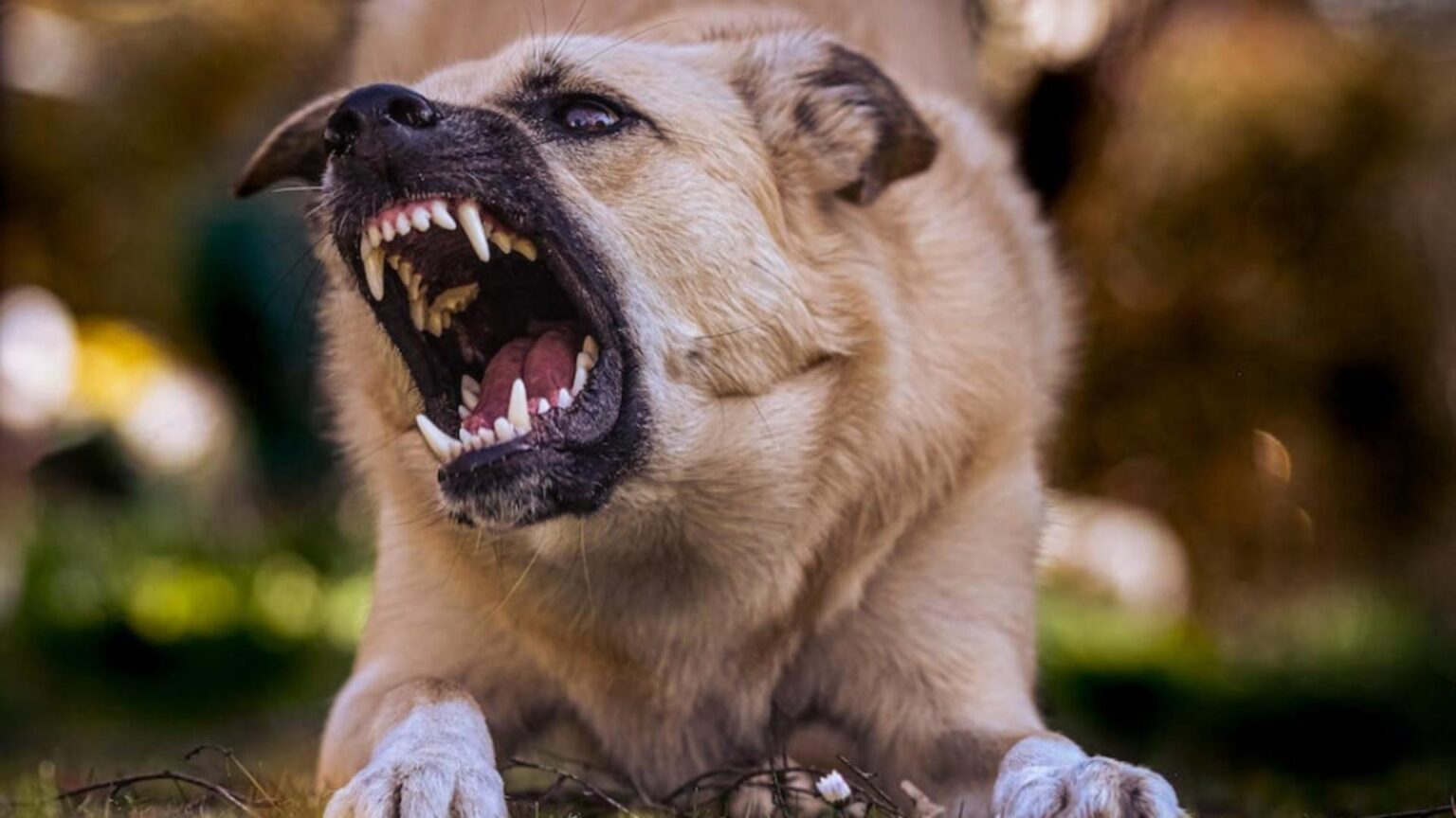 descoperire macabra in bucuresti o femeie a fost gasita fara viata cu muscaturi la gat provocate de cainii din curtea sa 695d05f986b77