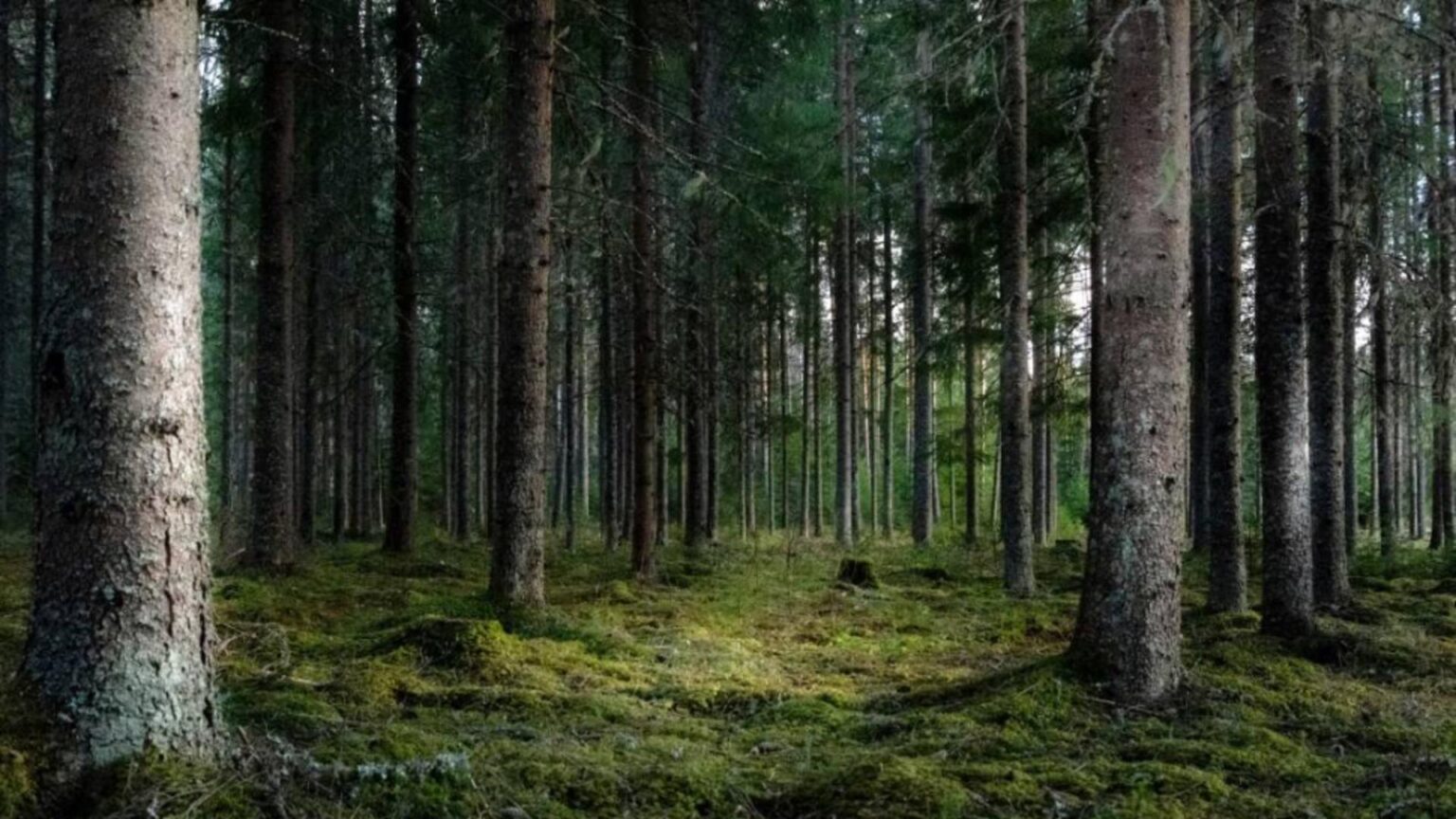 descoperire macabra in vrancea trupul neinsufletit al unui muncitor localizat intr o padure 69656edccca9a