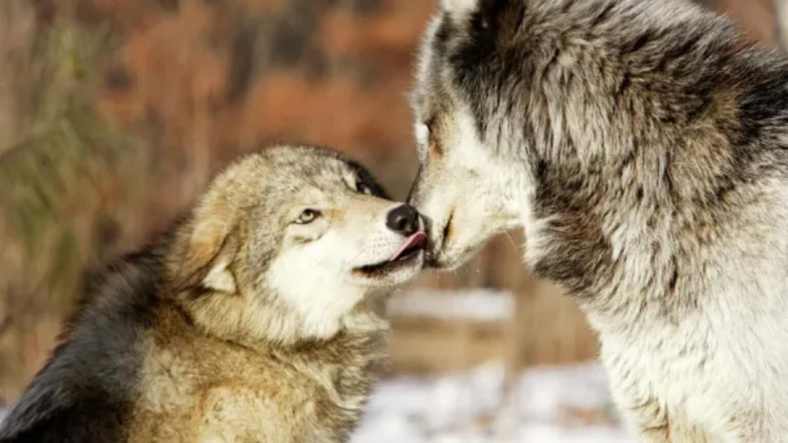 rolul esential al lupului omega cel mai slab rang din lumea lupilor fara el haita s ar destrama iar masculul alfa ar fi un nimeni 697b92093e5a1