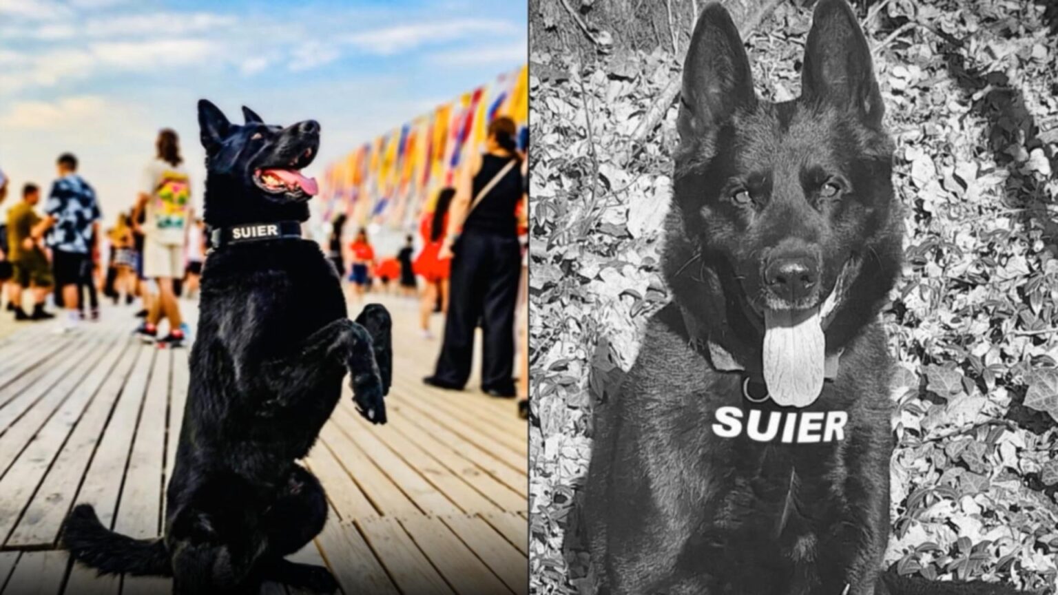 suier cainele simbol al luptei antidrog a murit a fost mai mult decat un coleg el a fost un camarad de nadejde 69581b5b70207