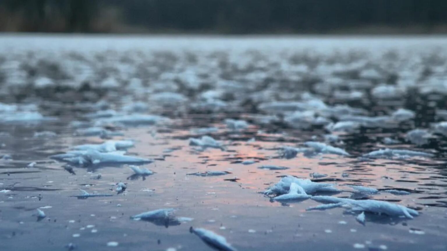un barbat a cazut sub gheata raului mures in timp ce a incercat sa si salveze cainele a fost salvat la timp de un pompier scafandru 6957fbb4f37dc