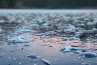 un barbat a cazut sub gheata raului mures in timp ce a incercat sa si salveze cainele a fost salvat la timp de un pompier scafandru 6957fbb4f37dc