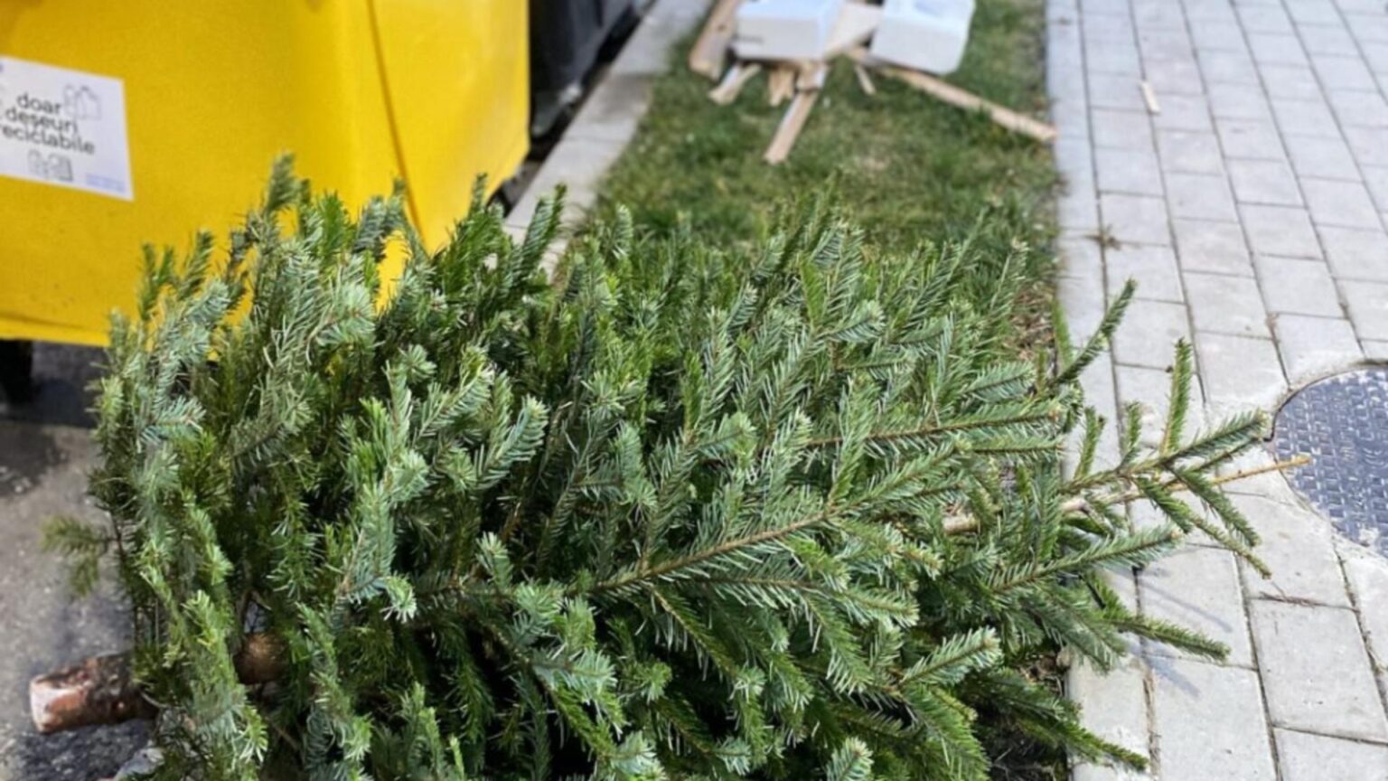 unde aruncam bradul dupa sarbatori regulile stricte din romania si sanctiunile uriase pentru cei care ignora punctele de colectare 695bfbd2d4659