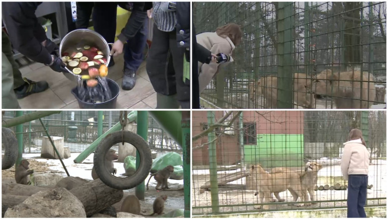 video cum sunt protejate animalele de ger gradina zoo din tara unde maimutele primesc zilnic ceai cald iar leii au incalzire in pardoseala 69768a8404c4e