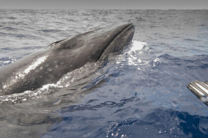 virus mortal detectat in respiratia balenelor din arctica cu ajutorul dronelor explicatia pentru esuarile in masa ale mamiferelor 6963db3356e0b