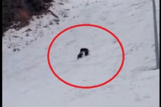 alerta uriasa inainte de vacanta de schi a copiilor ursi observati pe o partie celebra din poiana brasov video 6984873d97939