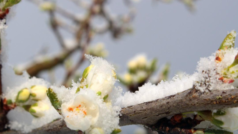 guvernul acorda sprijin financiar de urgenta pomicultorilor afectati de inghetul tarziu din primavara lui 2025 6984acf178802