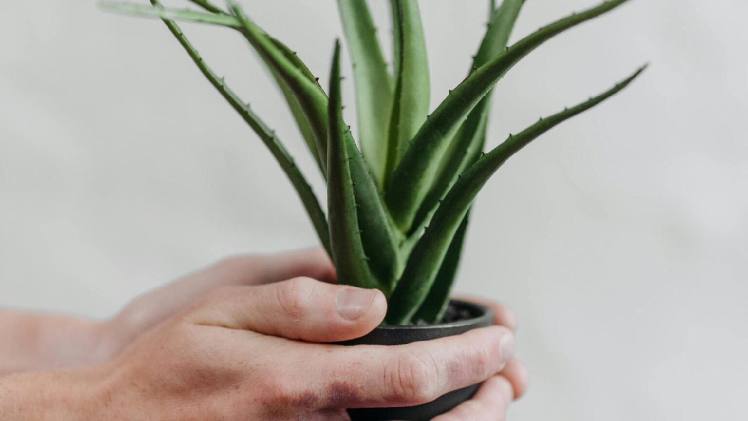 planta pe care trebuie sa o aiba toata lumea in locuinta este considerata sacra fiind una dintre cele mai puternice plante care lupta impotriva energiilor negative 69844de2f035d