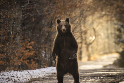 romania are cei mai multi ursi din europa de trei ori mai multi decat ar trebui ce solutie propun asociatiile care ii protejeaza 69847e670f6f4