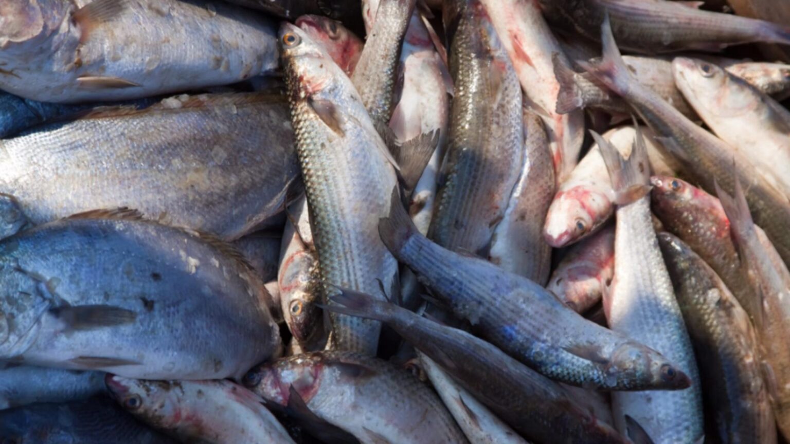 teleorman o tona de peste in portbagaj l a trimis direct in arest 697e7368c1e65